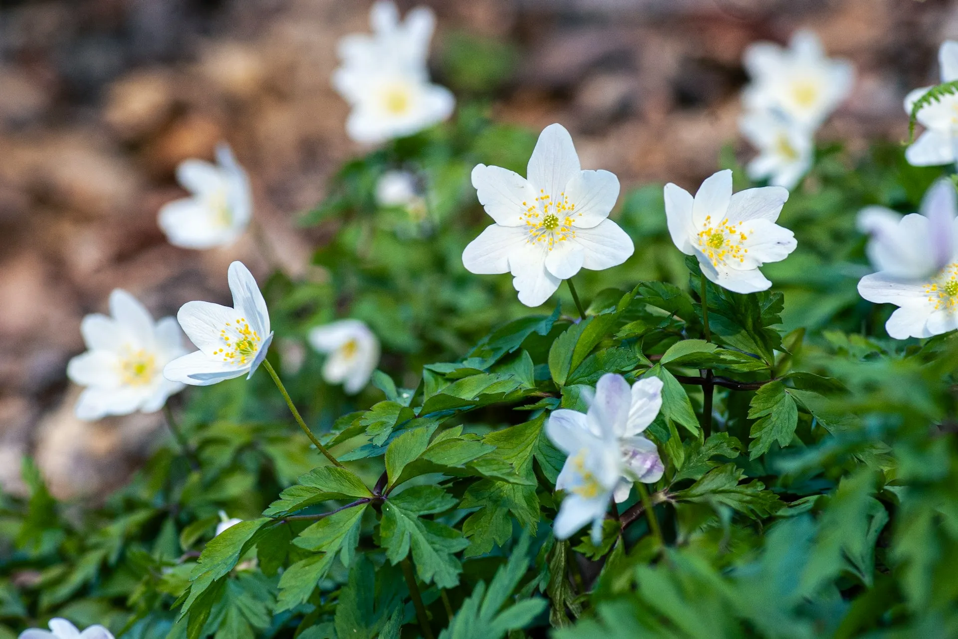 unsplash_OIGYJYmN5rI_Anemone blanda.webp
