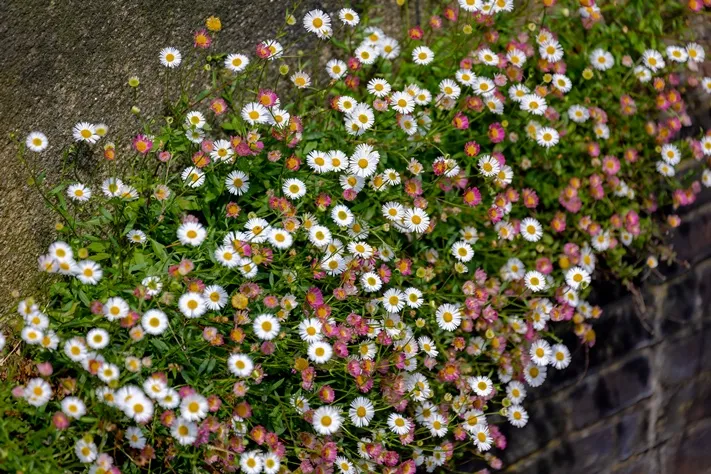 Erigeron Karvinskianus -AdobeStock_835497000.webp