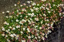 Erigeron Karvinskianus -AdobeStock_835497000.webp