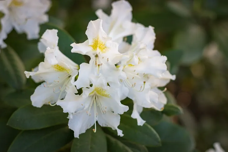 Rhododendron Cunninghams White-AdobeStock_242919465.webp