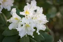 Rhododendron Cunninghams White-AdobeStock_242919465.webp