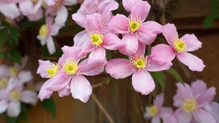 Clematis montana Elisabeth-AdobeStock_452614544.webp