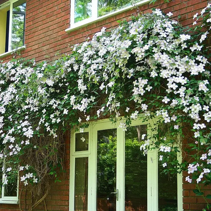 Clematis montana Grandiflora.webp
