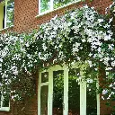 Clematis montana Grandiflora.webp