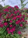 Rhododendron Marie Fortie-2.webp