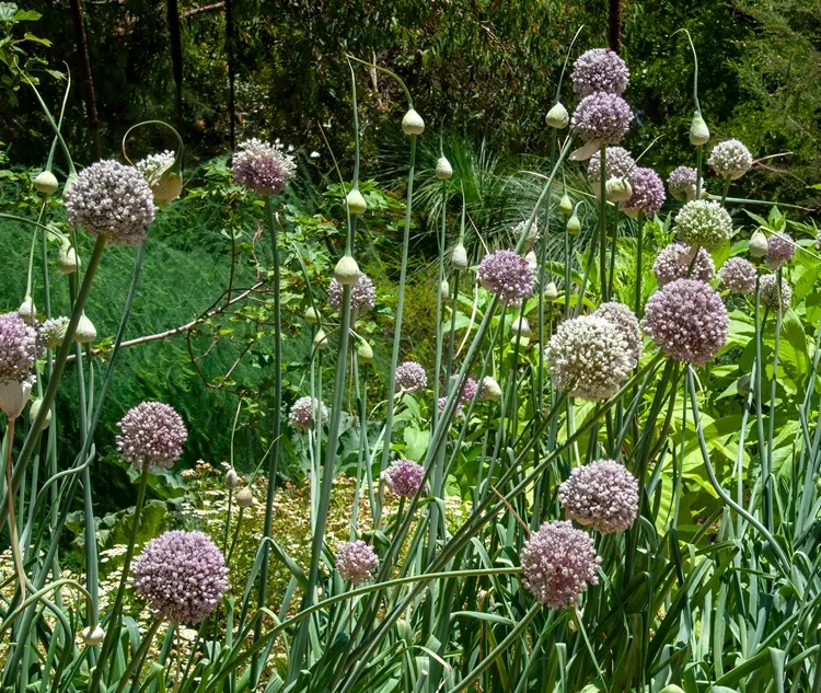 Allium ampeloprasum-AdobeStock_736950239.webp