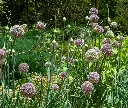 Allium ampeloprasum-AdobeStock_736950239.webp