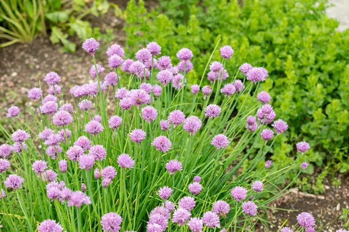 Allium Schoenoprasum-AdobeStock_869731973.webp