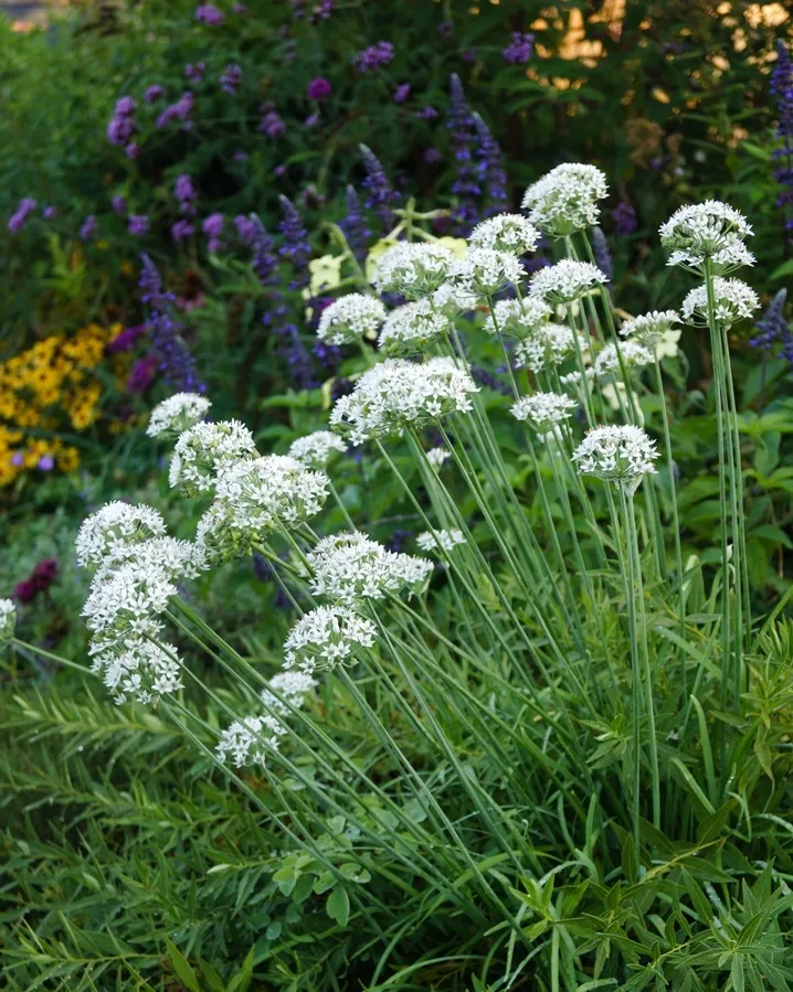 Allium tuberosum-AdobeStock_359255953.webp