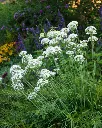 Allium tuberosum-AdobeStock_359255953.webp