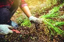 Allium tuberosum-AdobeStock_226221162.webp