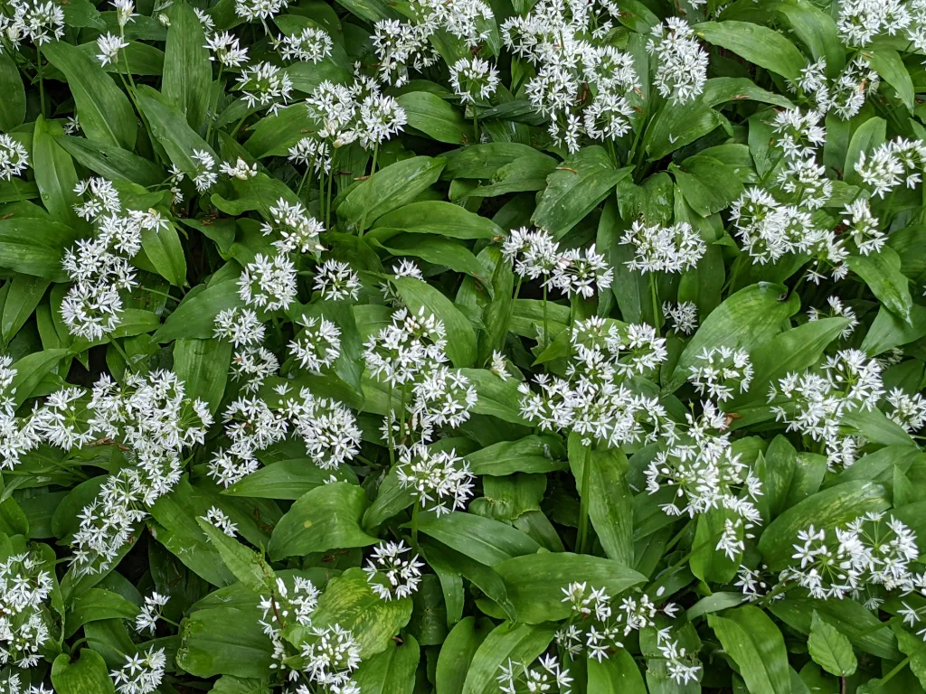 unsplash_uplqUAJoukM_allium ursinum.webp