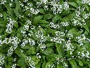 unsplash_uplqUAJoukM_allium ursinum.webp