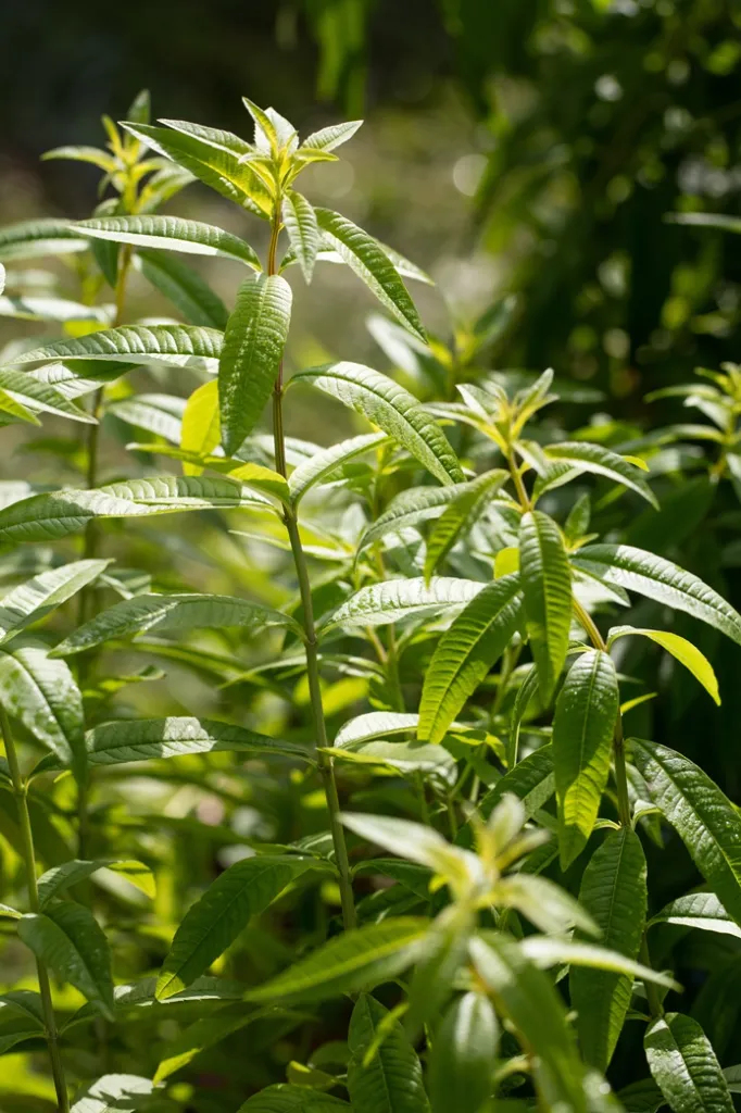 Aloysia citrodora-AdobeStock_91496065.webp