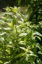 Aloysia citrodora-AdobeStock_91496065.webp