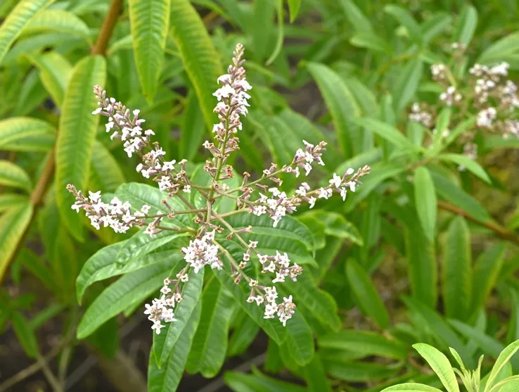 Aloysia citrodora-AdobeStock_855379107.webp
