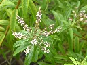 Aloysia citrodora-AdobeStock_855379107.webp