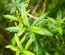 Aloysia citrodora-AdobeStock_350395747.webp