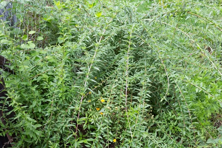 Aloysia polystachya-AdobeStock_1051805918.webp