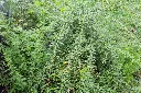 Aloysia polystachya-AdobeStock_1051805918.webp