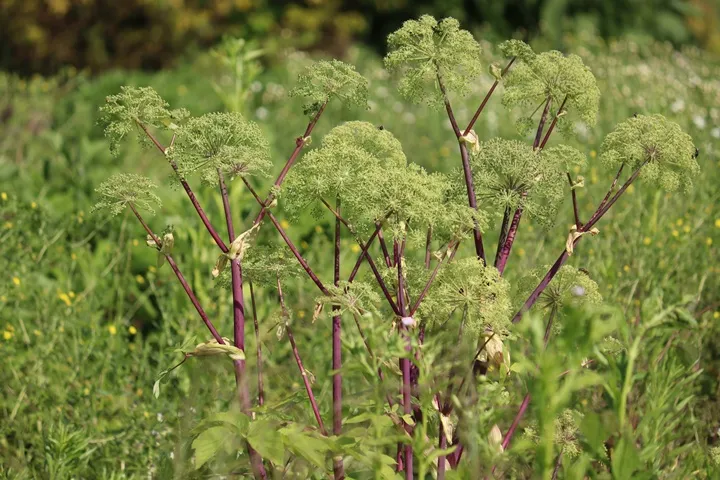 Angelica archangelica-AdobeStock_1534569280.webp