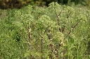 Angelica archangelica-AdobeStock_1534569280.webp