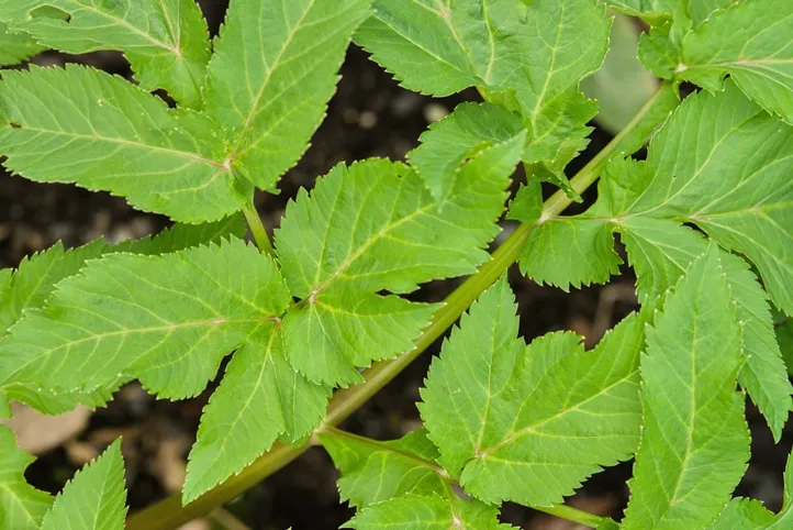 Angelica archangelica-AdobeStock_1898441483.webp