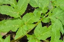 Angelica archangelica-AdobeStock_1898441483.webp