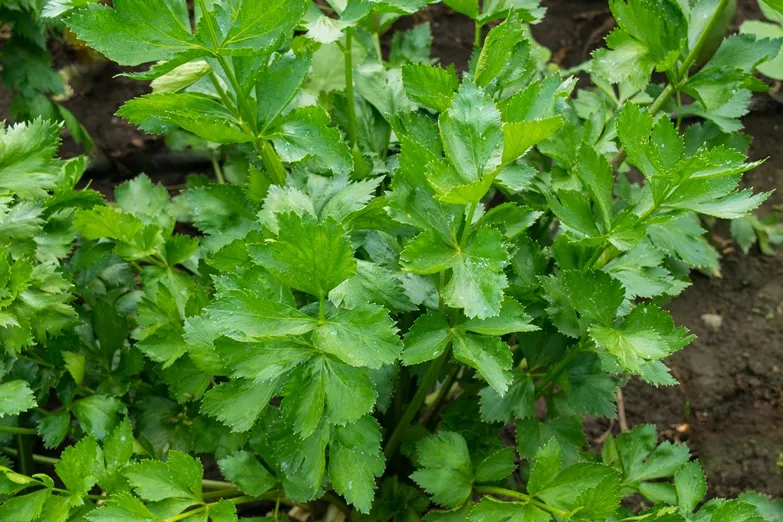 Apium graveolens-AdobeStock_218921710.webp