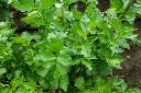 Apium graveolens-AdobeStock_218921710.webp