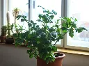 Apium graveolens-AdobeStock_1224612385.webp