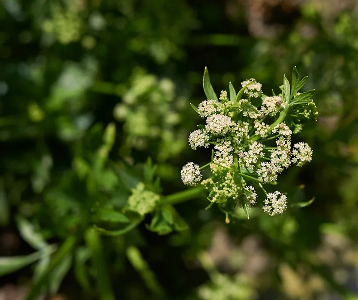 Apium graveolens-AdobeStock_225718593.webp