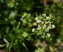 Apium graveolens-AdobeStock_225718593.webp