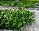 Armoracia rusticana-AdobeStock_509314627.webp