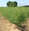 Asparagus officinalis Argenteuil-AdobeStock_33557666.webp