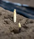 Asparagus officinalis Argenteuil-AdobeStock_272809061.webp