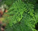 Asparagus plumosus-AdobeStock_1946108385.webp