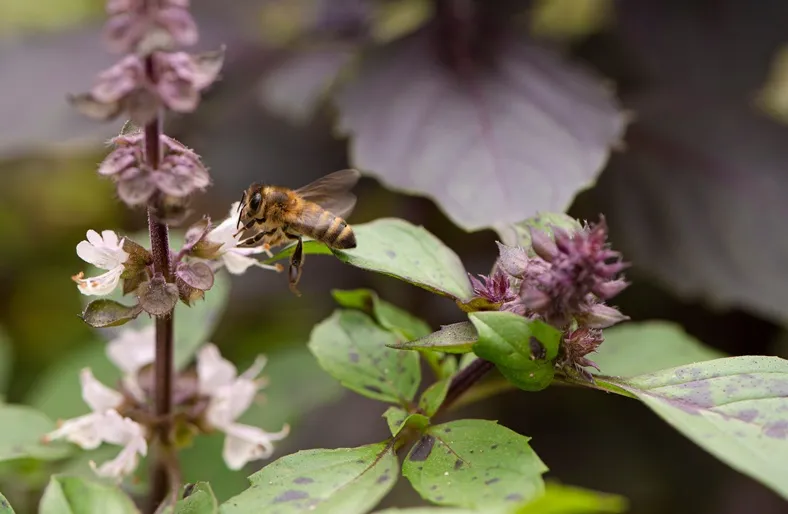 Basilic pourpre-AdobeStock_573625583.webp