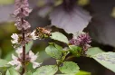 Basilic pourpre-AdobeStock_573625583.webp