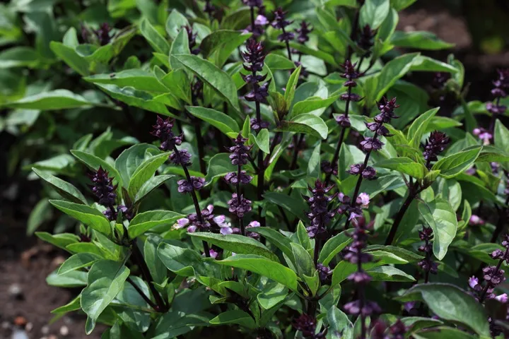 Ocimum basilicum Thyrsiflora-AdobeStock_210518335.webp