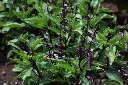 Ocimum basilicum Thyrsiflora-AdobeStock_210518335.webp