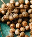 Coriandrum-AdobeStock_124974681.webp