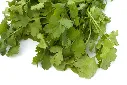 Coriandrum-AdobeStock_200633606.webp