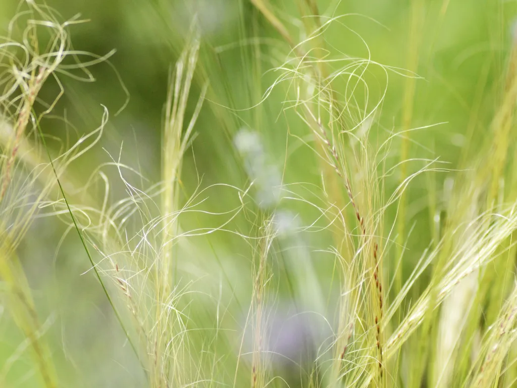 unsplash_QI7rN1GiPeA_stipa.jpg.webp