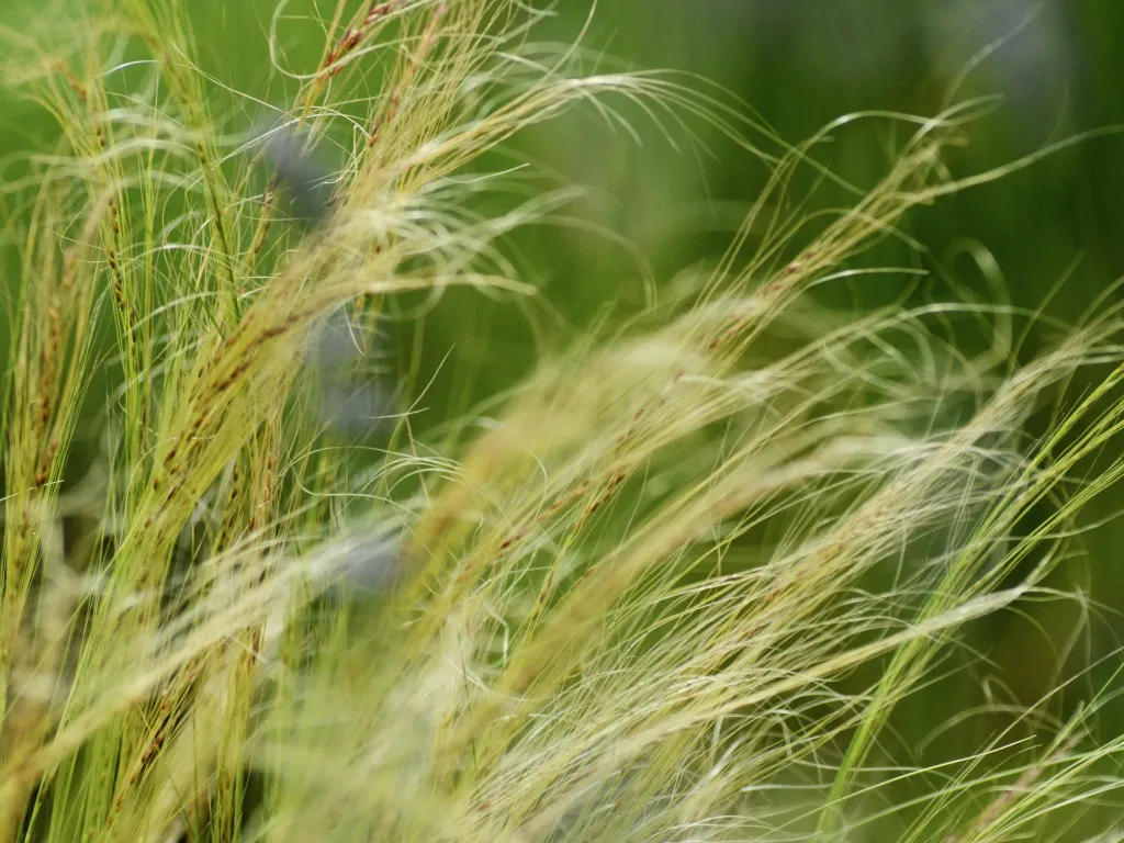 unsplash_rnNAZ4lZA4Y_stipa.webp