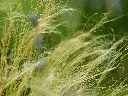 unsplash_rnNAZ4lZA4Y_stipa.webp