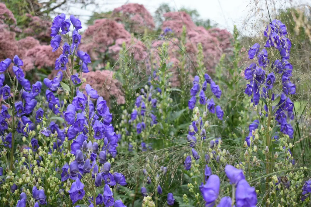 Aconitum carmichaellii Arendsii -1.webp