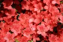 Azalea japonica Orange Beauty -AdobeStock_1508343019.webp