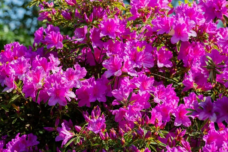 Azalea japonica Chelsoni-AdobeStock_508225786.webp