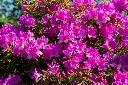 Azalea japonica Chelsoni-AdobeStock_508225786.webp